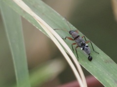 Pseudopachybrachius vinctus