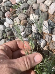 Dasyochloa pulchella