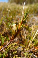 Dracophyllum pronum