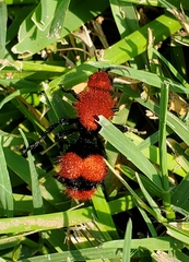 Dasymutilla occidentalis