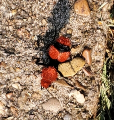 Dasymutilla occidentalis