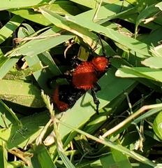 Dasymutilla occidentalis