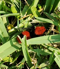 Dasymutilla occidentalis