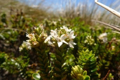 Veronica masoniae
