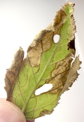 Phylloporia bistrigella