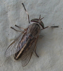 Tabanus lineola