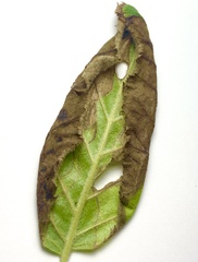 Phylloporia bistrigella