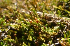 Lepidothamnus laxifolius