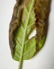 Phylloporia bistrigella