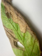 Phylloporia bistrigella