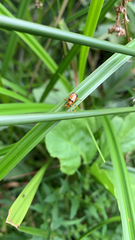 Phyllobrotica quadrimaculata