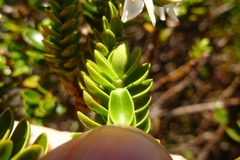 Veronica masoniae