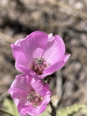 Sphaeralcea mendocina