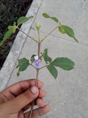 Vitex mollis
