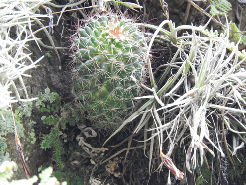 Mammillaria fittkaui