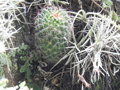 Mammillaria fittkaui fittkaui