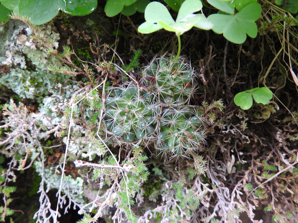 Mammillaria fittkaui, Mexico