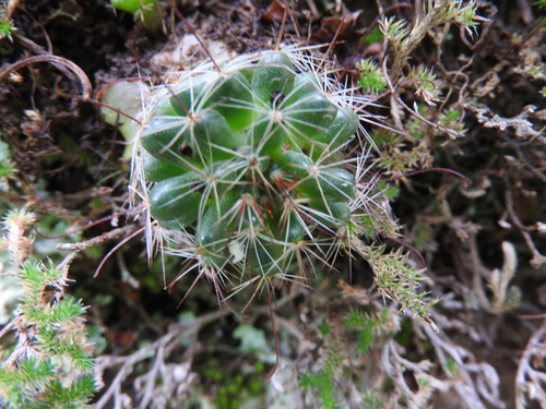Mammillaria fittkaui