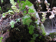 Mammillaria fittkaui fittkaui