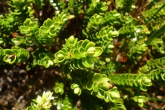 Veronica masoniae