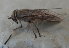 Tabanus lineola