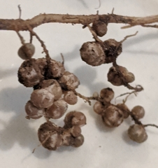 Rhizobiaceae