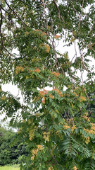 Ailanthus altissima