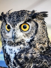 Bubo