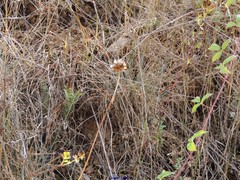 Armeria arenaria