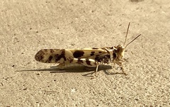 Dissosteira spurcata