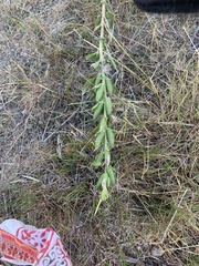 Oenothera rubricaulis