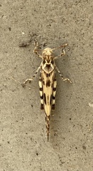 Dissosteira spurcata