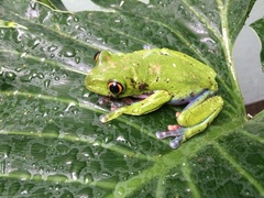 Agalychnis annae