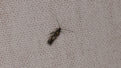 Euspilapteryx auroguttella