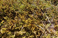 Lepidothamnus laxifolius