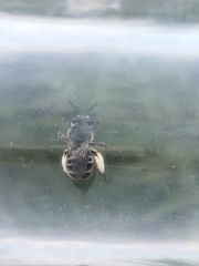 Melissodes denticulatus