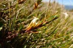 Dracophyllum pronum