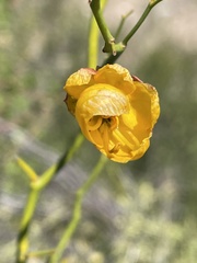 Senna pachyrrhiza