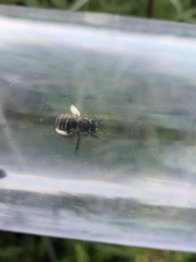 Melissodes denticulatus