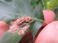 Callirhytis favosa