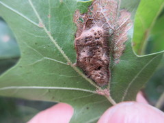 Callirhytis favosa