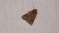 Mesoligia furuncula