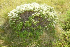 Veronica cryptomorpha