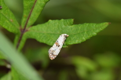 Neocochylis hybridella