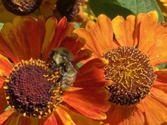 Bombus borealis