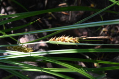 Carex exsiccata