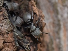 Cephalotes goniodontus