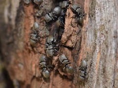 Cephalotes goniodontus