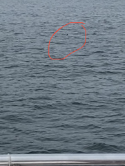 Somateria mollissima