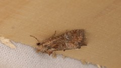 Mesoligia furuncula
